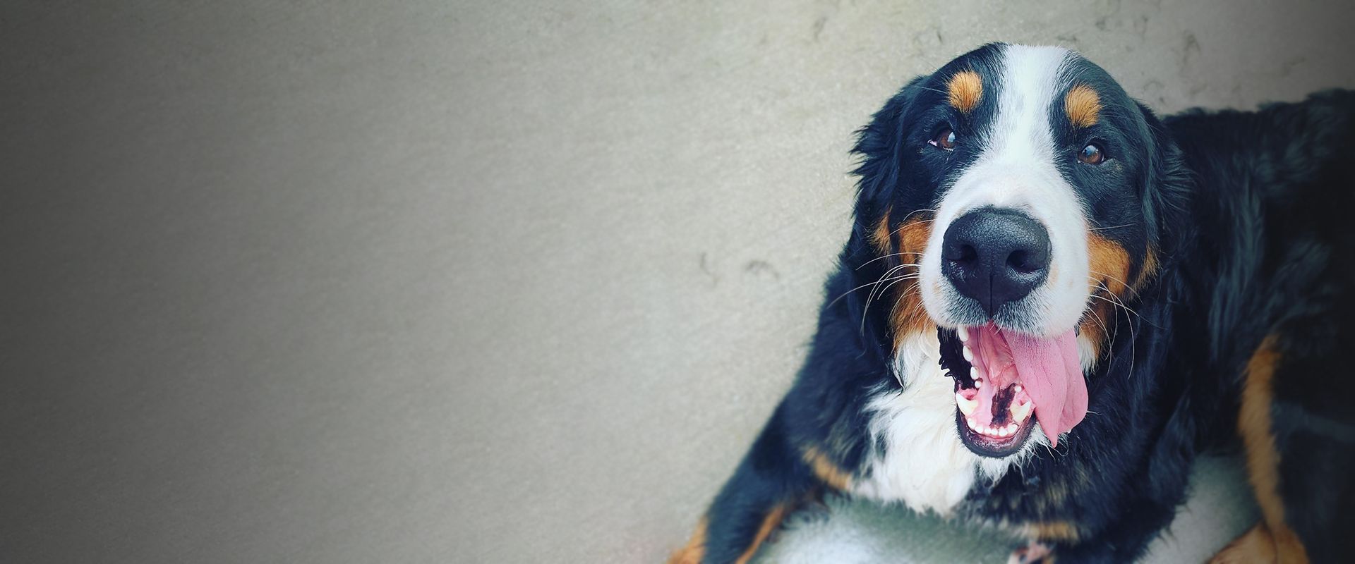 smiling bernese mountain dog lying on the floor looking at the camera 
