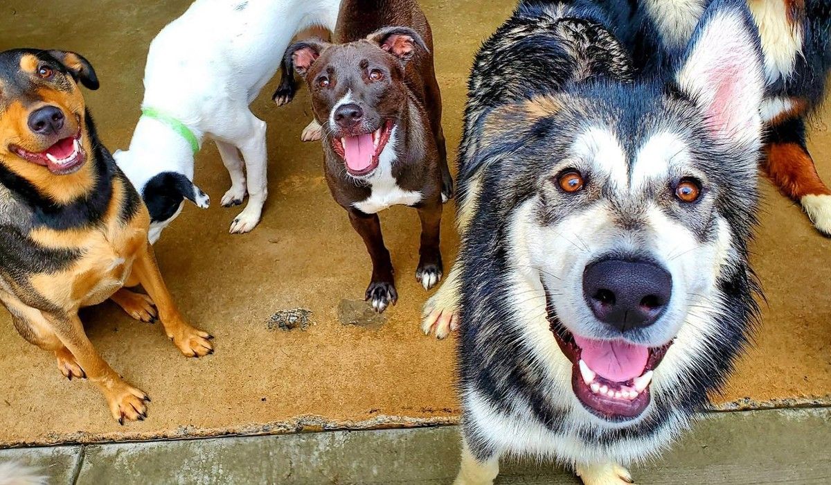 group-of-dogs-having-fun-at-k-9-coach-daycare