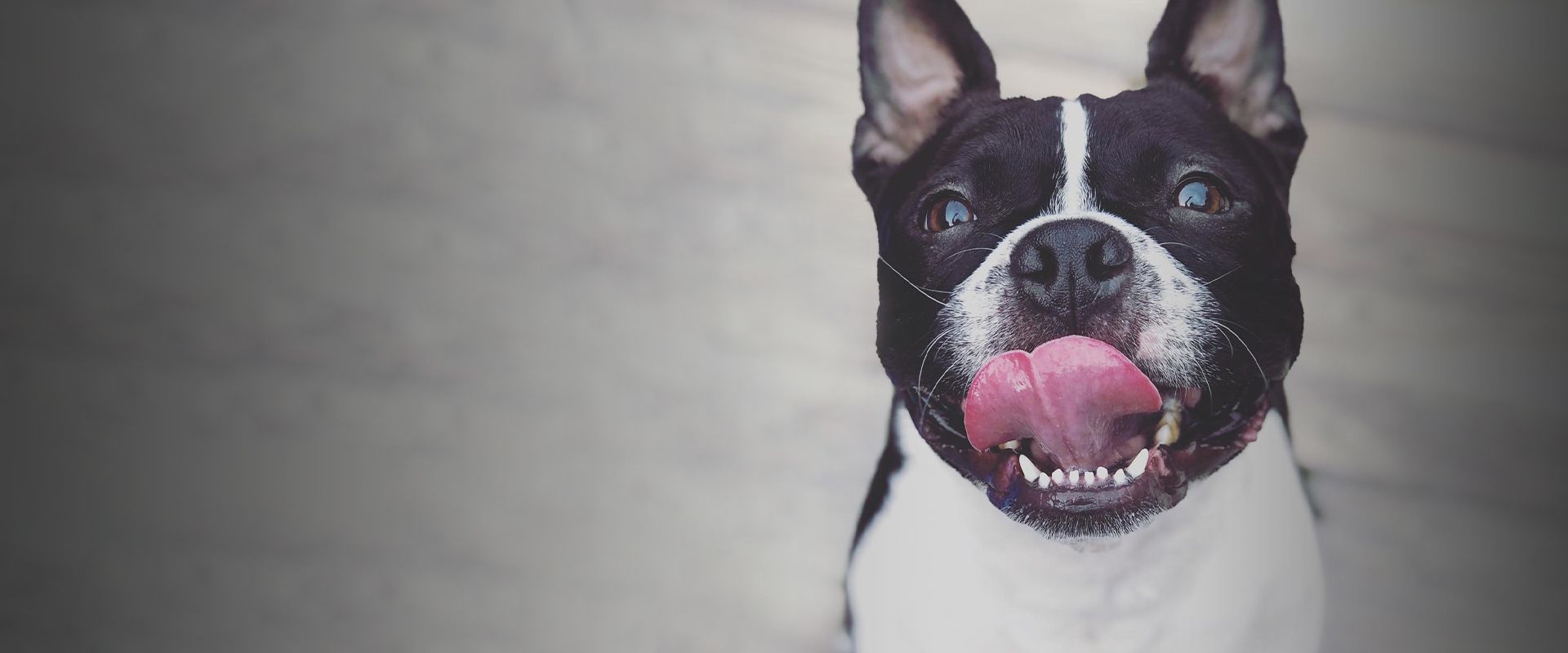 adorable smiling frenchie dog looking at the camera