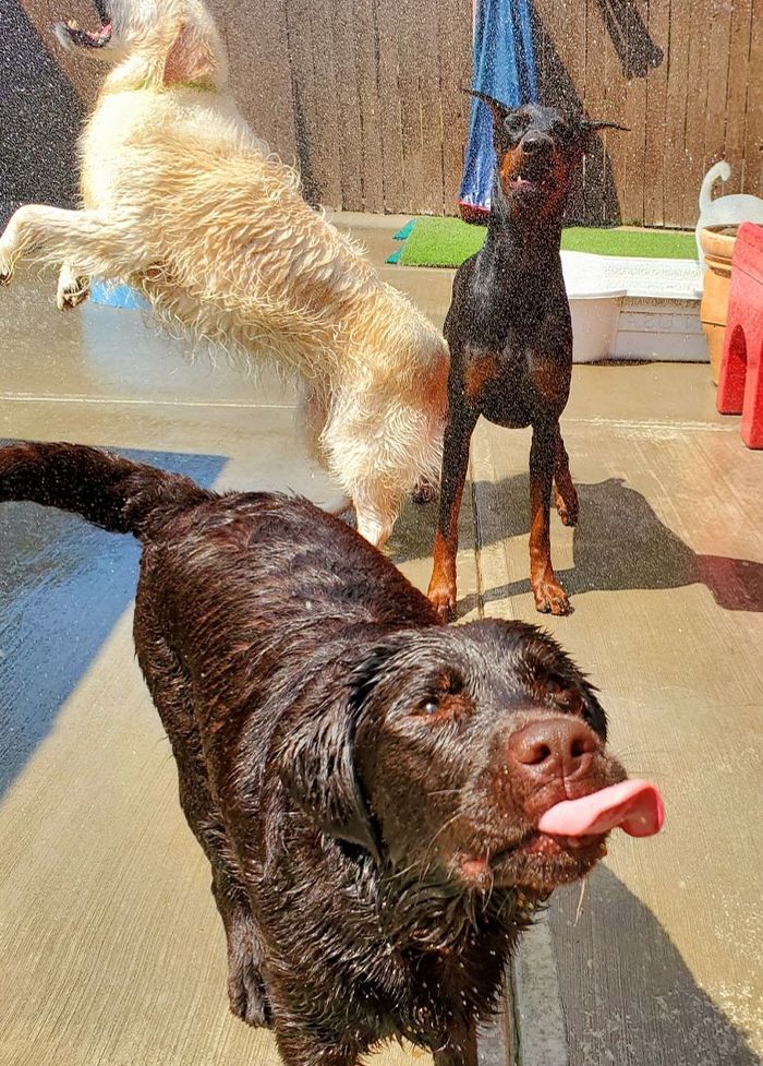 large dogs playing with water at k-9 coach daycare