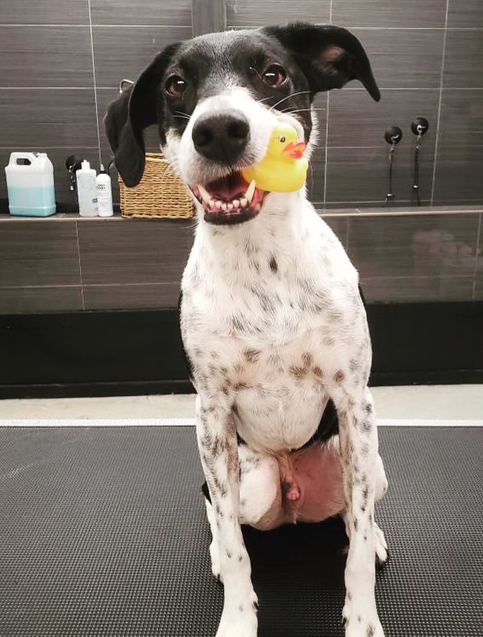 black and white dog with a toy duck in his mouth