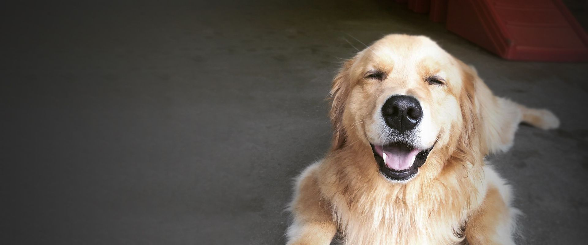 smiling golden retriever dog lying on the floor at k-9 coach daycare